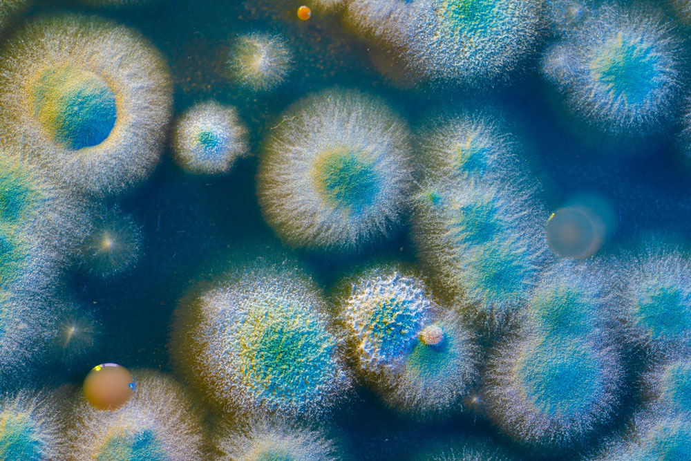 Mould on a petri dish