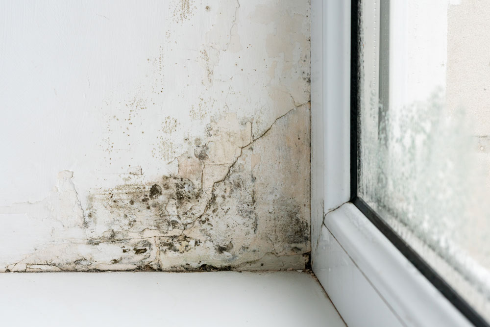 Mould on the corner of a window sill