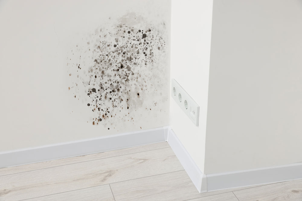 Patch of black mould on a wall