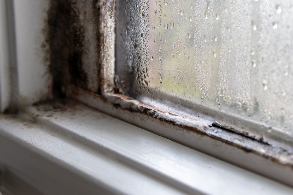 Mould growing on a window frame
