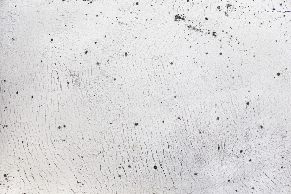 Black mould on a white surface