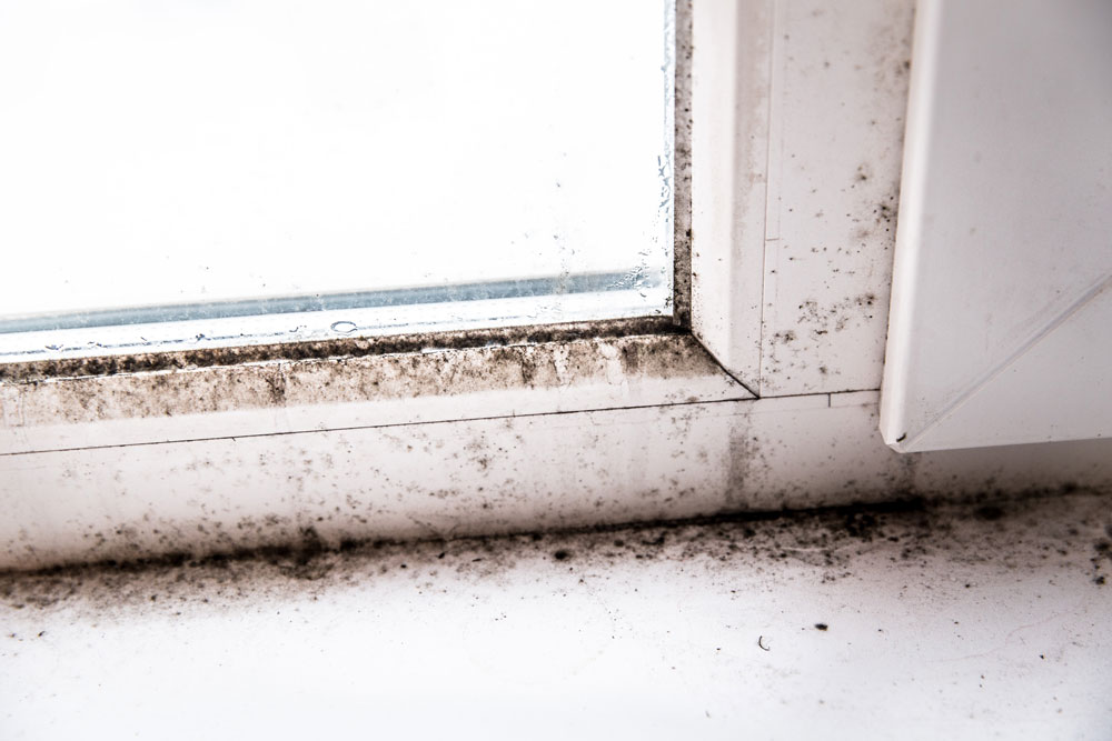 Black mould on a window sill