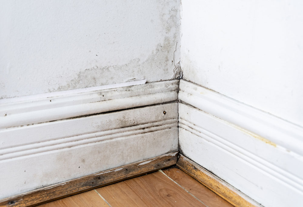Mould growing in the corner of a room