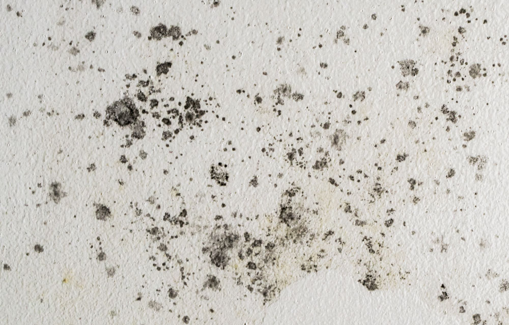 Patch of mould on a white wall