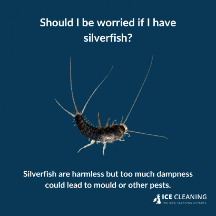 Does A Silverfish Infestation Mean You Have Mould?