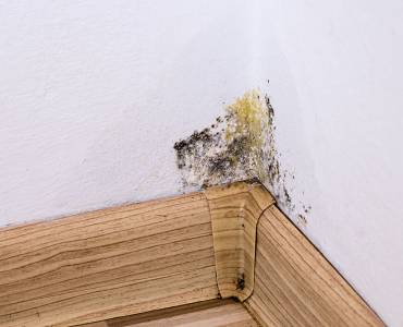 A close-up of mould and mould mites on a wall