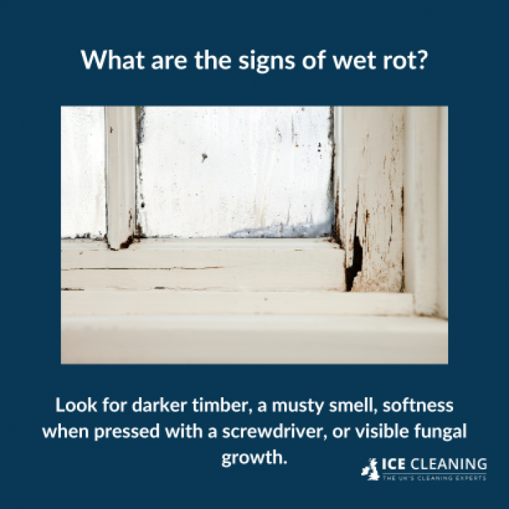 What Is The Difference Between Dry Rot And Wet Rot?