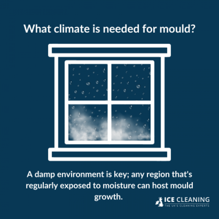 How Mould Survives In Different Climates