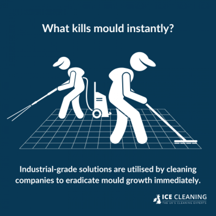 Does Heat Kill Mould?