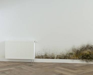 Mould growing on a wall
