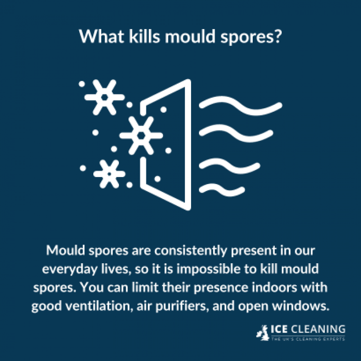 When Does Mould Release Spores?