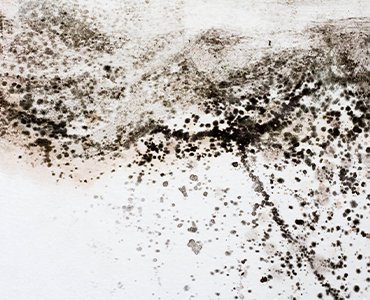 What to do if you find mould in your rented home