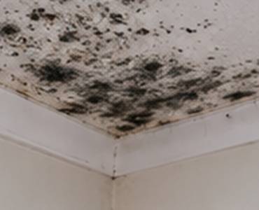 What To Do If You Find Mould On Your Ceiling