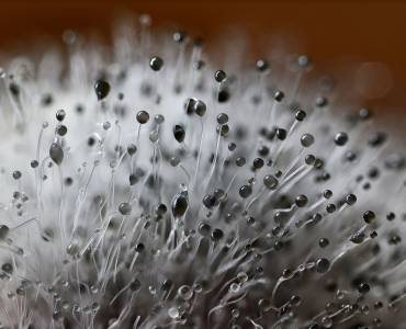 Macro detail of a bunch of black mould.
